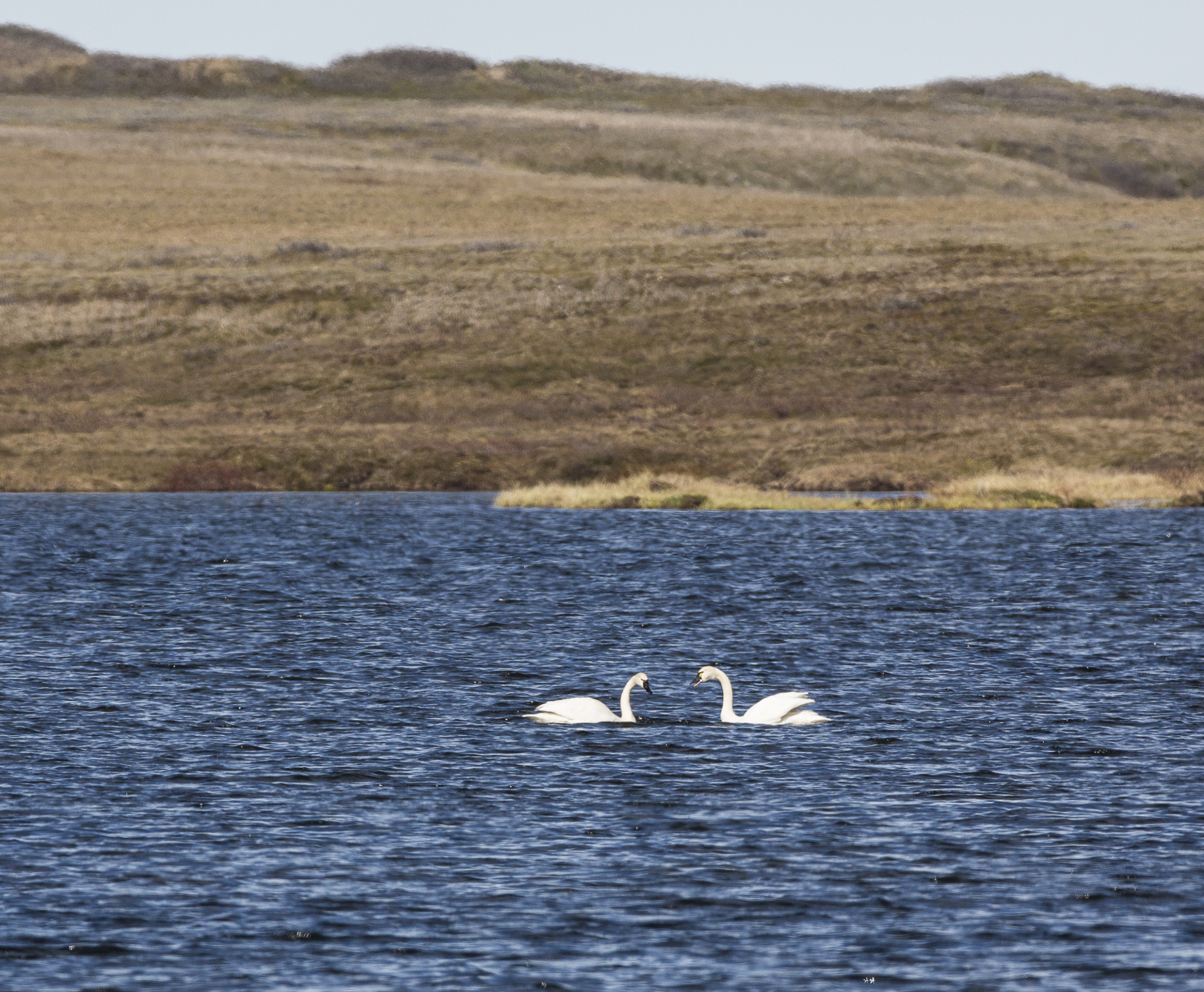 Tundra Swans, Northeast National Petroleum Reserve in Alaska