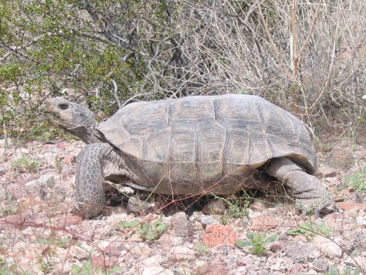 To Save Vulnerable Wildlife Species In California’s Desert, We Need To 