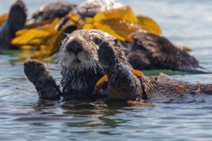 sea otter rests in a kelp forest