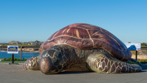 inflatable sea turtle on beach
