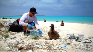 albatross chick sitting on plastic covered beach