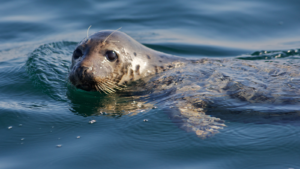 harbor seal at the surface of the water