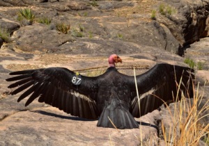 An adult California condor spread its wings along the Tonto Trail in Grand Canyon National Park.