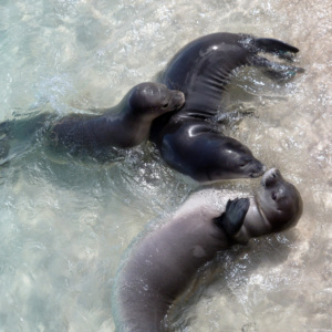 Hawaiian monks seals play in water