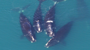 group of four right whales in Georgia waters