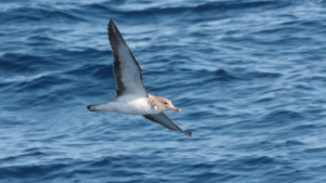 cory's shearwater flying over the ocean