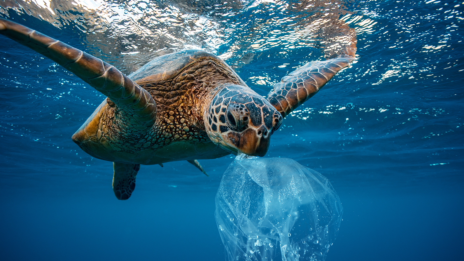 Save Sea Turtle T-Shirt Eco Friendly Anti Plastic Pollution Save Sea Turtle T-Shirt Eco Friendly Anti Plastic Pollution