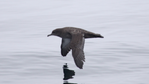 Sooty shearwater (one of the most common seabirds found in Stellwagen) flying over water