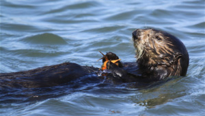 a southern sea otter enjoying a tasty treat