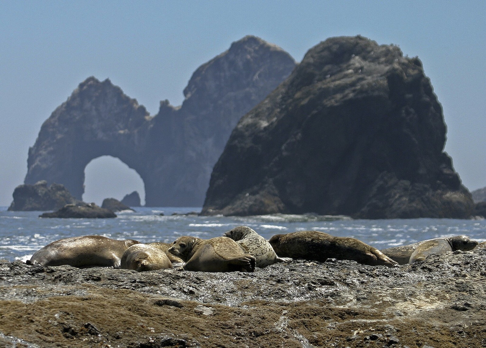 How Oregonians Can Protect Our Ocean In 2024   6938984716 787b447a10 H 