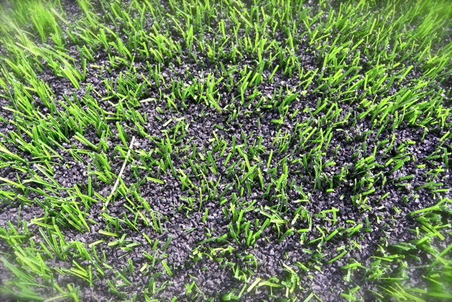 Plastic grass with black crumb rubber between the blades