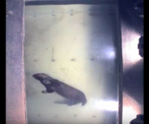 Side view of otter floating in Fairmount Fish ladder