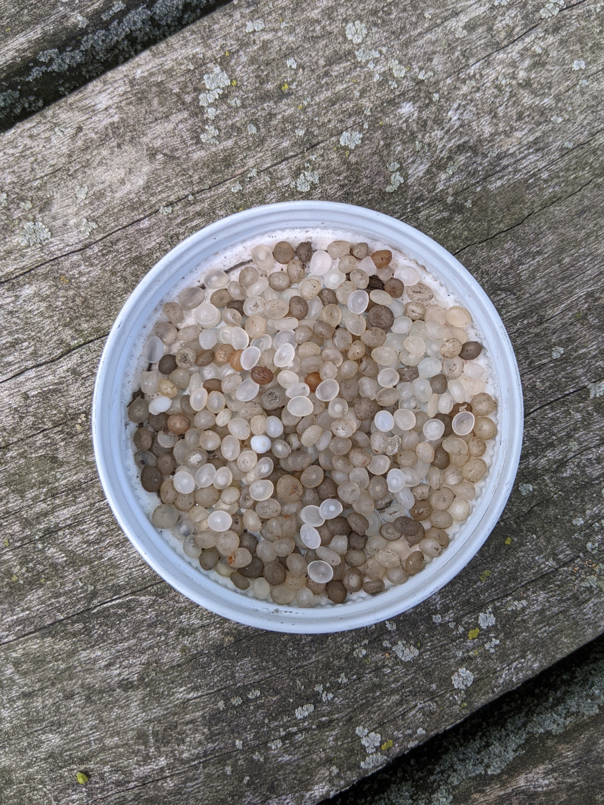 Jar lid full of multi-colored plastic pellets