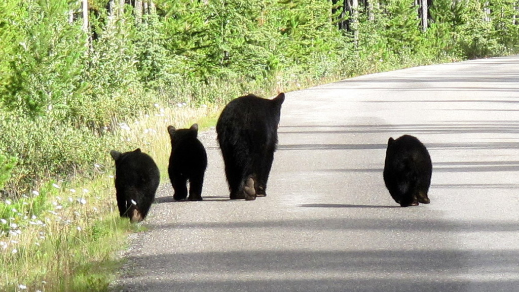 Black bear with cubs on road