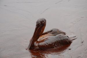 Oiled pelican