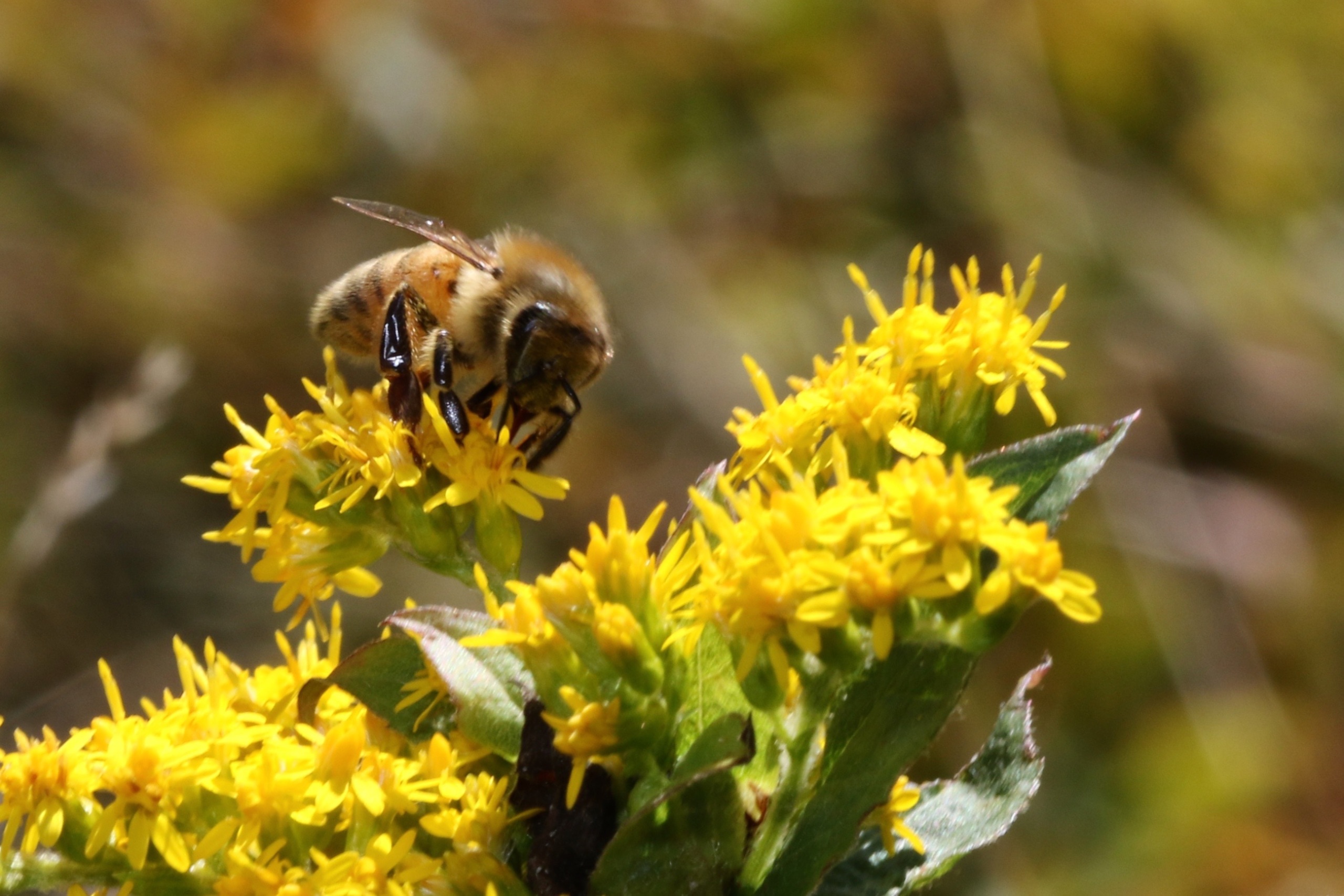 Bumblebee Gifts For Friends & Loved Ones - Revive A Bee