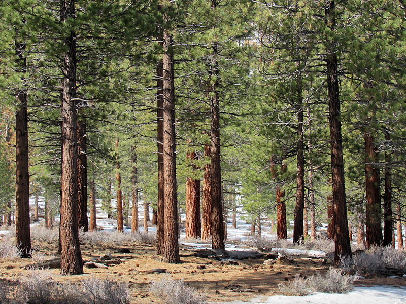 Tell President Biden: Stop the logging of our most important trees