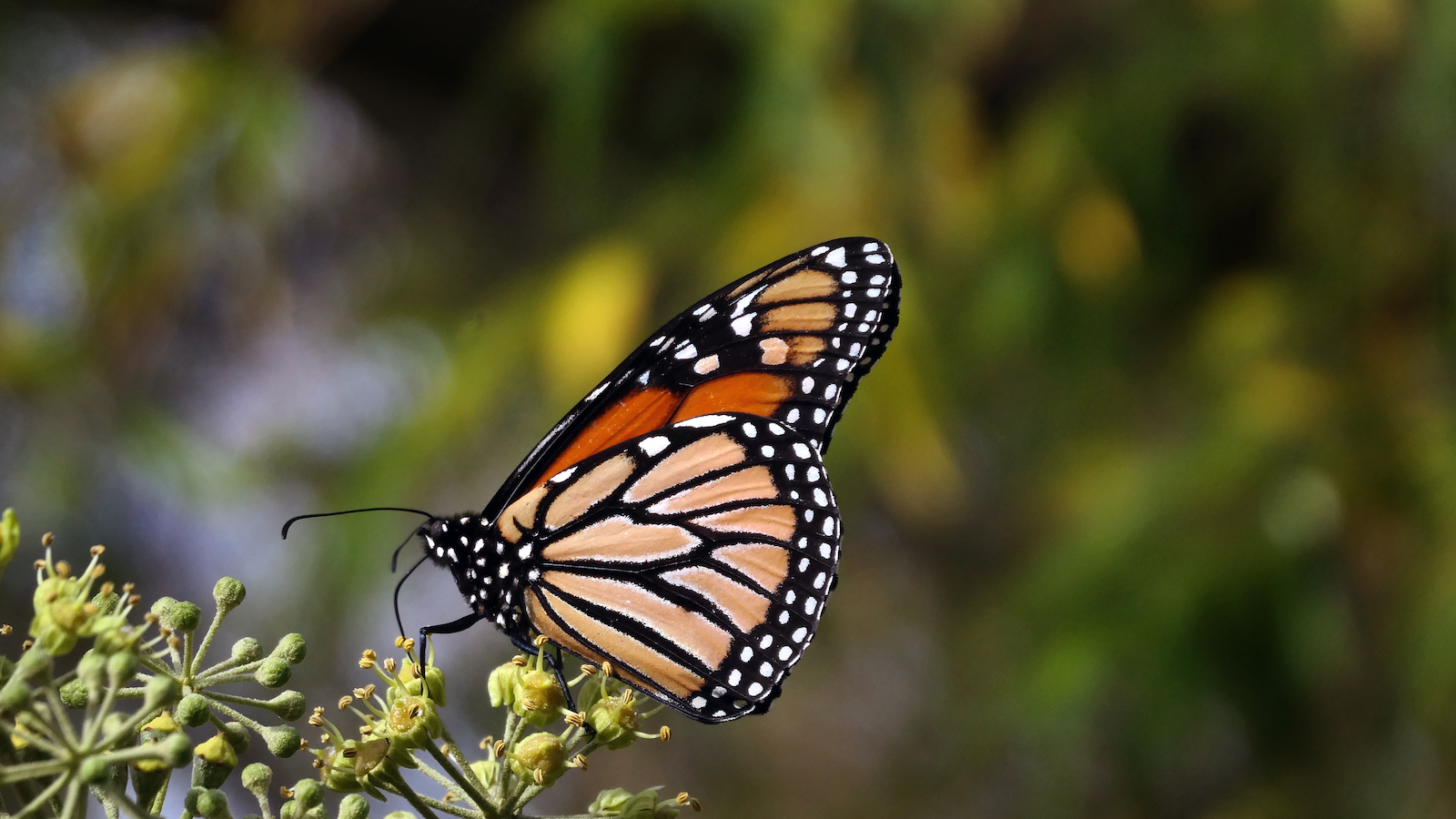 10 amazing facts about monarch butterflies and their migration