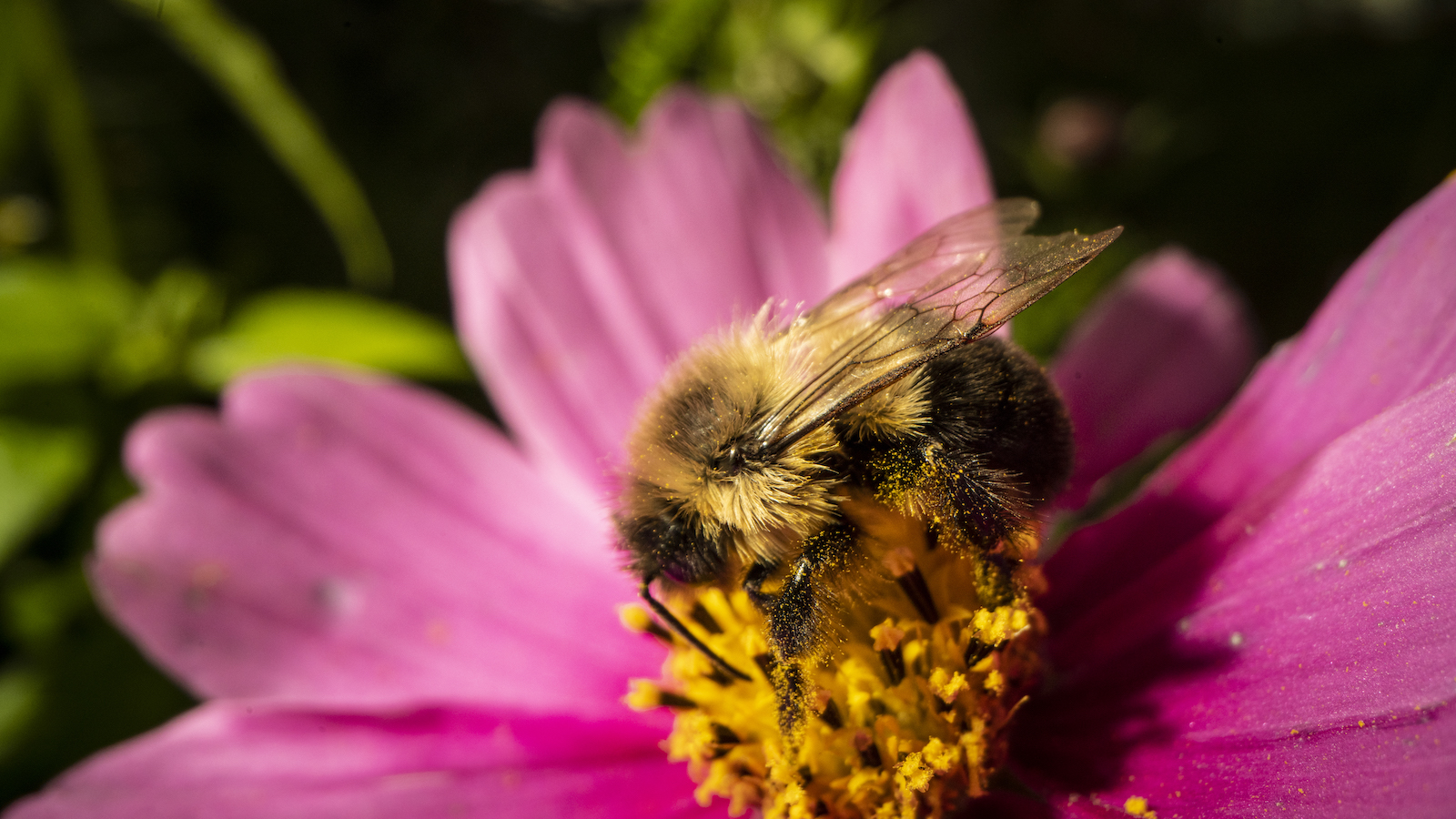 It's time to list the American bumblebee as endangered
