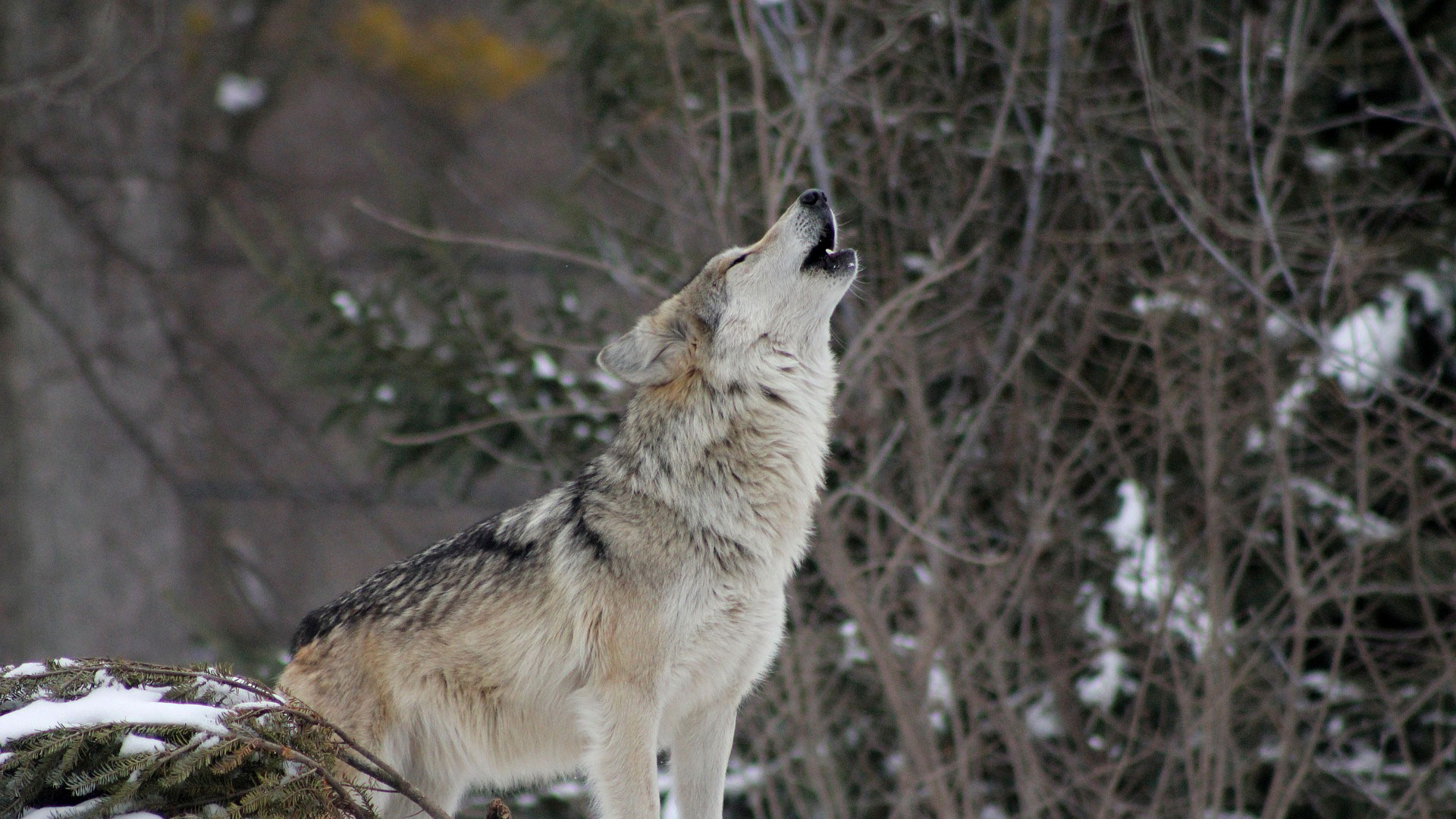 Why gray wolves still need, and deserve, our protection