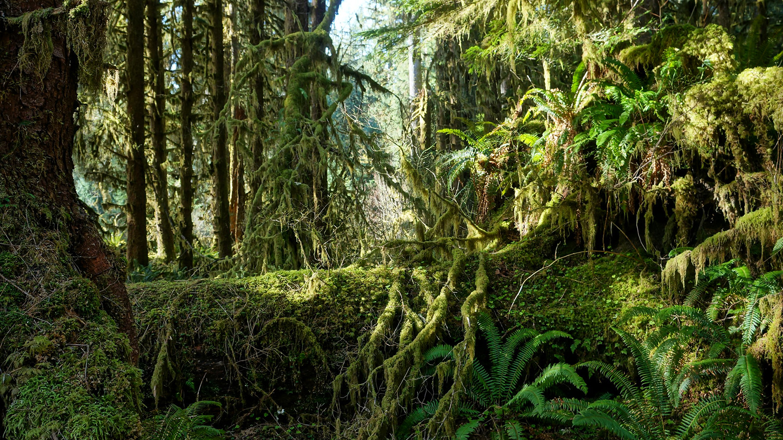 Forest photo gallery: Explore the rainforests of America