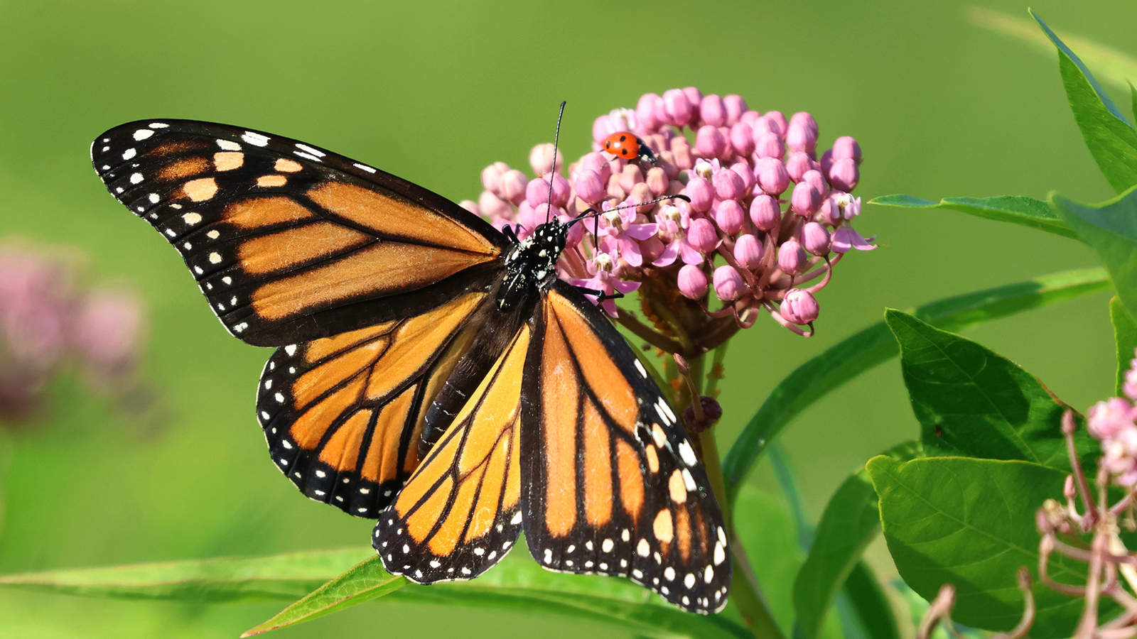 Monarch butterfly migration is starting, and they need our help.