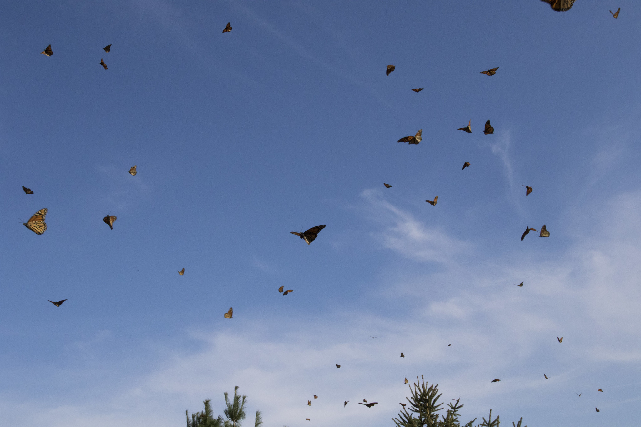 The Mighty Migration of the Magnificent Monarch « Conserve