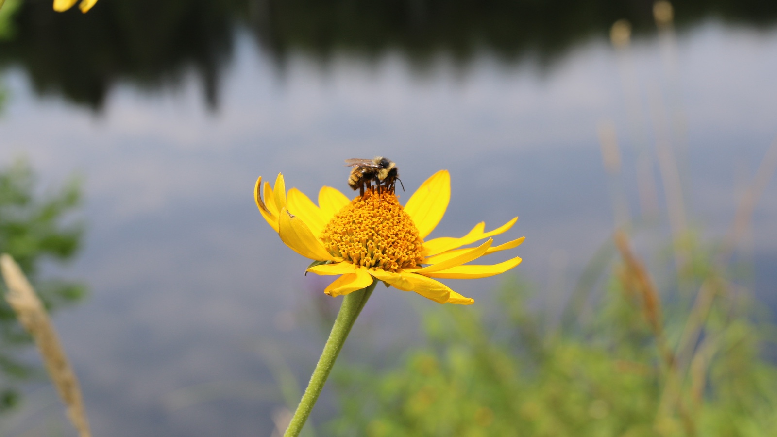 Tell the U.S. Fish and Wildlife Service: Save the American bumblebee