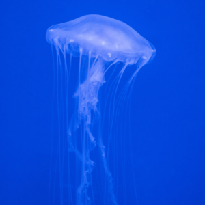 white sea nettle jelly in blue water